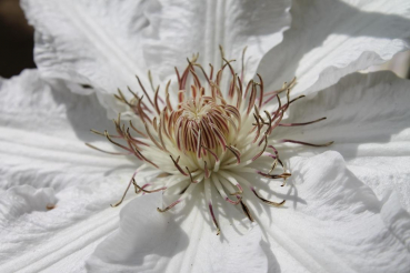 Clematis Hyde Hall hat eine große Blüte.