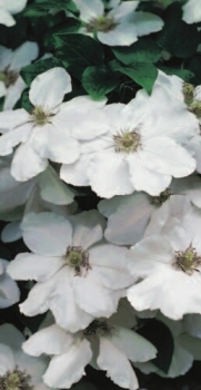 Clematis Madame le Coultre hat eine sehr große weiße Blüte.