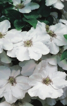Clematis Madame le Coultre hat eine wunderschöne große weiße Blüte.