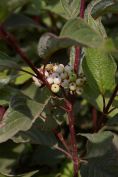 Cornus alba Kesselringii 3