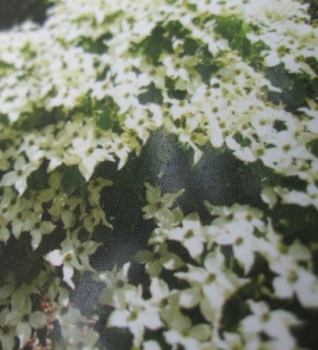 Blumenhartriegel Nicole