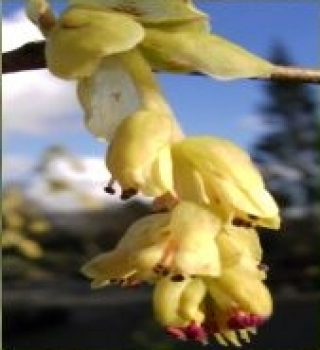 Die hohe Scheinhasel, Corylopsis spicata, ist ein frühblühender Zierstrauch mit zahlreichen gelben Glockenblüten und einer sehr guten Winterhärte