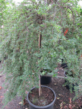 Preview: Cotoneaster adpressus Little Gem 4