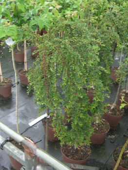 Cotoneaster adpressus Little Gem - Kissenmispel Little Gem auf 60 cm Stamm veredelt - Zwergcotoneaster - Kriechmispel - wächst sehr langsam und kompakt.