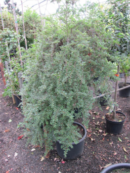 Cotoneaster adpressus Little Gem - Kissenmispel Little Gem auf 60 cm Stamm veredelt - Zwergcotoneaster - Kriechmispel - bekommt im Herbst leuchtend rote Beeren.