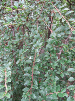 Cotoneaster adpressus Little Gem - Kissenmispel Little Gem auf 60 cm Stamm veredelt - Zwergcotoneaster - Kriechmispel - erhält im Herbst eine dunkelweinrote Färbung.