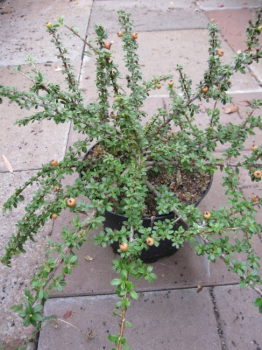 Cotoneaster conspicuus var. Decorus - Kriechmispel Decorus - Bogen-Zwergmispel - ist ein immergrüner Strauch mit einem gedrungenen, breiten Wuchs und kleinen, glänzenden Blättern.