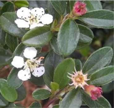 Cotoneaster dammeri Coral Beauty 1