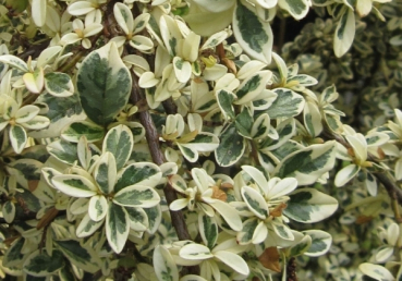 Cotoneaster dammeri Juliette 2