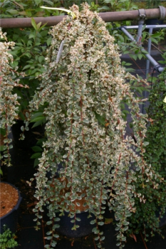 Cotoneaster dammeri Juliette 6