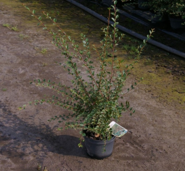 Die Breite Strauchmispel oder auch Felsenmispel, Cotoneaster divaricatus, ist ein sehr robuster Zierstrauch, welcher sich besonders als Heckenpflanze eignet mit seinen roten Fruchtschmuck