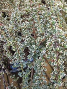 Cotoneaster horizontalis Variegatus 2