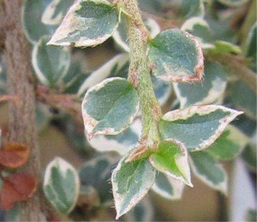 Cotoneaster horizontalis Variegatus 3