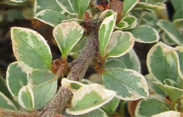 Cotoneaster horizontalis Variegatus 4