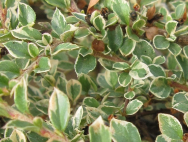 Cotoneaster horizontalis Variegatus 5