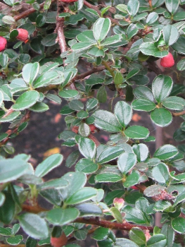Cotoneaster microphyllus melanotrichus Cochleatus ist ein niederliegender, sehr dichter, fester, dunkelgrüne Polster bildender Zwergstrauch.