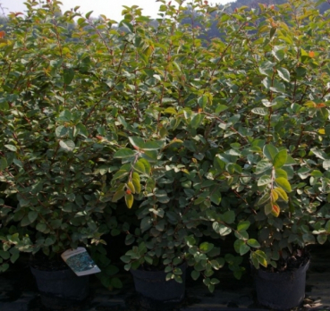 Cotoneaster multiflorus Zwergmispeln