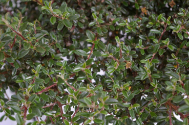 Zwergmispel Silver Shadow