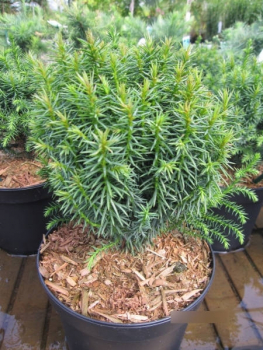 Cryptomeria japonica Funny 1