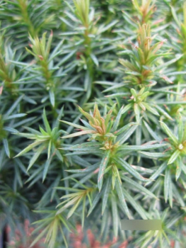 Cryptomeria japonica Funny 2