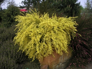 Cytisus praecox Allgold 1