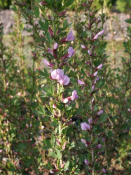 Cytisus purpureus