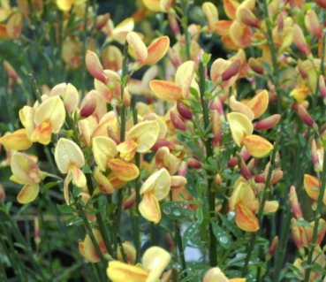 Ginster Apricot Gem