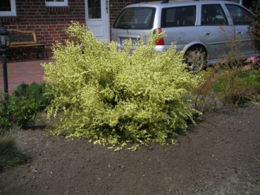 Cytisus scoparius Praecox