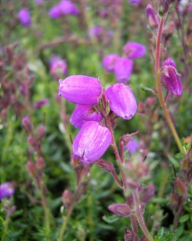 Daboecia cantabrica Vanessa -S-  - Irische Heide Vanessa -S- -Glanzheide - begeistert von ca. Juni bis September mit einer violetten Blüte. Die immergrüne Irische Heide wächst buschig und aufrecht. Das Laub ist hellgrün. Die Winterhärte nur begrenzt. Ein