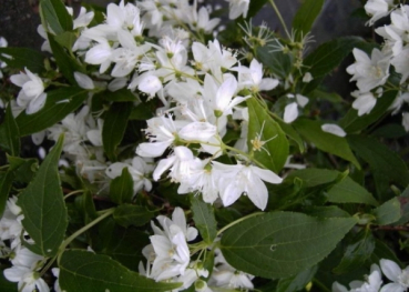 Zierliche Deutzie Maiblumenstrauch