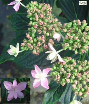 Javahortensie