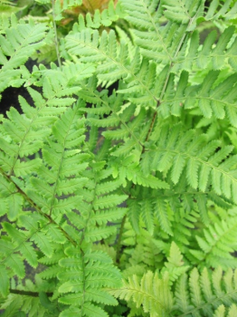 Dryopteris filix-mas, Echter Wurmfarn, ist ein wintergrünes Ziergewächs mit schönen filigranen Blättern