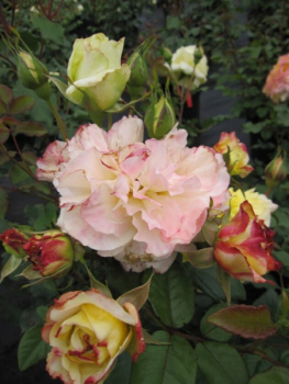 Preview: Edelrose Rosa Aquarell 2