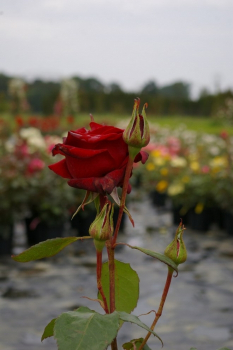 Edelrose Black Magic® - Rosa Black Magic® - Teehybride - samtiges dunkelrot - Tantau-Rose - wächst als sommergrüner, winterharter Strauch buschig und aufrecht.