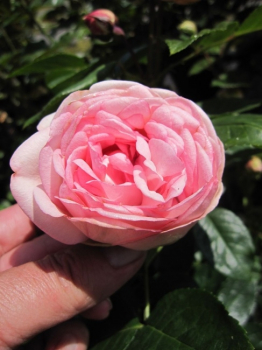 Preview: Edelrose Charming Piano® - Rosa Charming Piano® - weißrosa - Duft++ - hat einen buschigen, kompakten und besonders winterharten Wuchs.