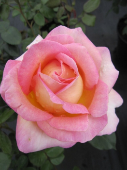 Edelrose Elle® - Rosa Elle® - Teehybride - Duftrose der Provence - gelb-lachsrosa - Duft++++ - zeigt von Juni bis September nach Limone und Pfirsich duftende Blüten, die gelb-lachsrosa gefärbt und gut gefüllte sind.