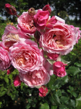 Preview: Edelrose Prix P.J. Redoute® - Rosa Prix P.J. Redoute® - apricot-rosa - hat einen sommergrünen, kompakten, buschigen Wuchs. Die Winterhärte wird mit besonders gut bezeichnet.