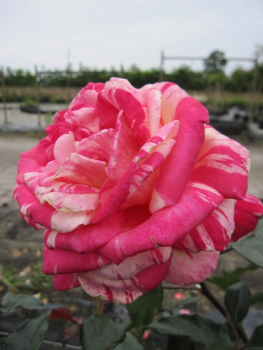 Edelrose Rosa Broceliande 1