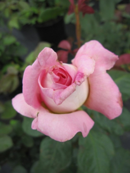 Preview: Edelrose Paul Ricard 2