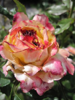 Preview: Die besonders winterharte Edelrose Trinidad® - Rosa Trinidad® - apricot-gelb - hat einen aufrechten und buschigen Wuchs.