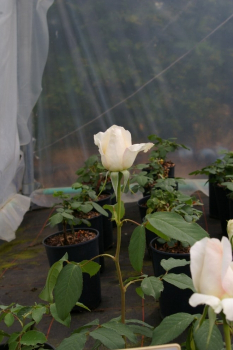 Edelrose White Symphony - Rosa White Symphony® - Teehybride - Moderne Rose - weiß - Duft - wächst buschig, gut verzweigt und aufrecht mit grünem Laub.