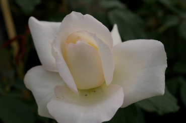 Edelrose White Symphony - Rosa White Symphony® - Teehybride - Moderne Rose - weiß - Duft - benötigt einen halbschattigen bis sonnigen Standort.