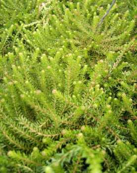 Empetrum nigrum Irland - Schwarze Krähenbeere Irland - wächst als kriechender, kleiner, immergrüner Strauch. Die Winterhärte ist besonders gut. Der Standort sollte sonnig bis halbschattig sein.