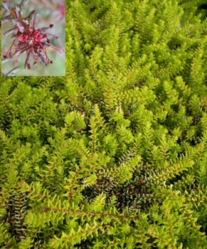 Empetrum nigrum - Schwarze Krähenbeere - Rauschbeere - blüht purpurrot und bekommt danach erbsengroße, schwarze Früchte. Die immergrüne und besonders winterharte Krähenbeere ist pflegeleicht, anspruchslos und hat einen teppichbildenden Wuchs.