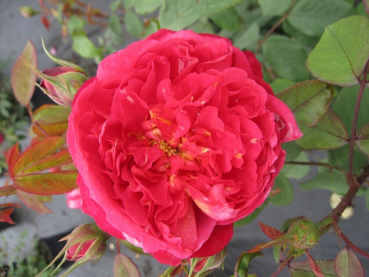 Englische Rose Benjamin Britten® - Rosa Benjamin Britten® - rot-orange - Duft+++ - Austin Rose - verbreitet einen herrlichen Duft nach Wein und Birne.