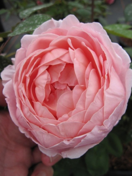 Englische Rose Brother Cadfael