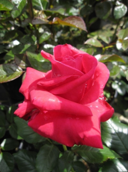 Preview: An einem sonnigen Standort bilden sich an der Edelrose Lady Mitchell® - Rosa Lady Mitchell® - rot - Duft++++ - Harkness-Rose - sehr zahlreiche Blüten.