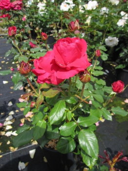 Preview: Edelrose Lady Mitchell® - Rosa Lady Mitchell® - rot - Duft++++ - Harkness-Rose - ist besonders gut winterhart.