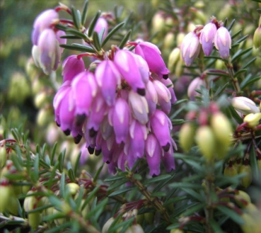 Erica carnea Winterfreude -S- - Winterheide Winterfreude - S- - Schneeheide - überzeugt mit roten bis purpurroten Blüten und einem dichten, kompakten, flachen Wuchs. Winterheide benötigt einen sonnigen bzw. hellen Standort, ist immergrün und besonders win