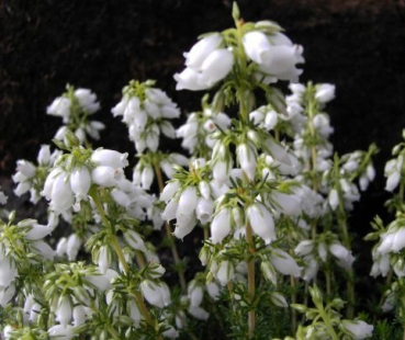 Erica cinerea Alba Major - Grauheide Alba Major - blüht mit weißen, traubenartigen Blüten. Die begrenzt winterharte und immergrüne Grauheide sollte im Winter einen Schutz bekommen.
